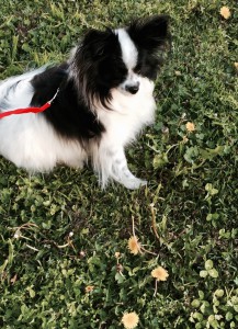 Rupert among the dandelions