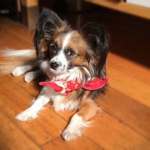 Leila sports flea-fighting fashion bandana sprayed with home made lox tox ingredients