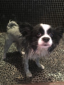 Rupert not so impressed with his green clay body mask to soothe the skin